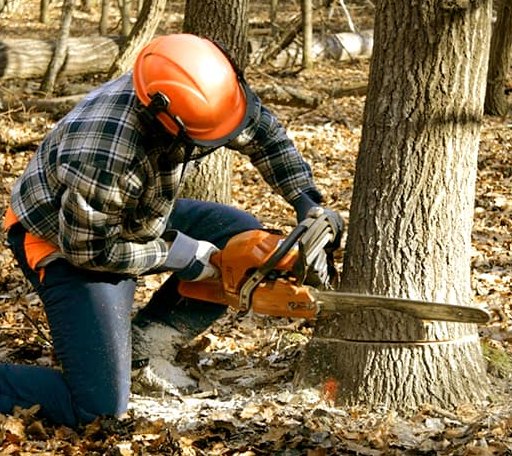Tree Removal in Medford, OK